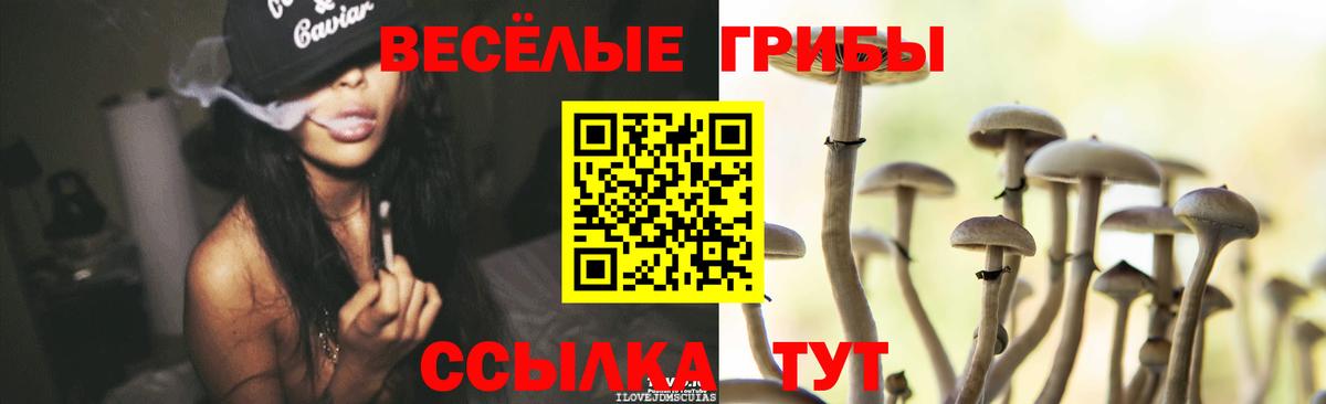 Галлюциногенные грибы Psilocybe Искитим
